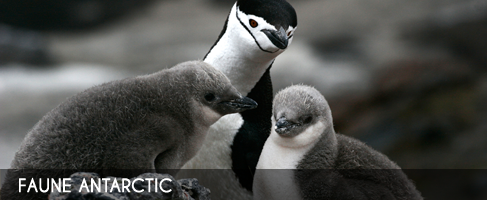 Vignette-faune-antarctic