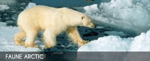 Vignette-faune-arctic