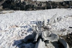 1_MANCHOT-1322