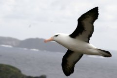 ALBATROS-642