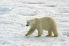 OURS-7542