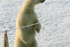 OURS-7558
