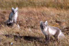RENARD-041
