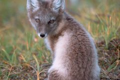 RENARD-055